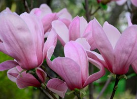 magnolia-magnoliya simple pleasures